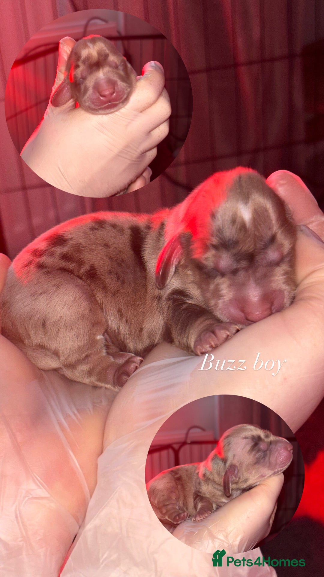 Miniature Dachshund dogs for sale: Long haired mini daschunds  - Advert 4