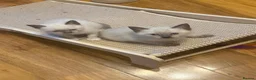 Siamese cats for sale: Siamese crosed with Ragdol - Advert 26
