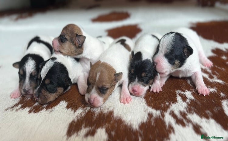 Jack Russell dogs - Advert 1
