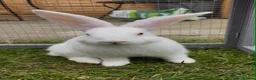 Mini Lop rabbits for sale: Beautiful rabbits  - Advert 3