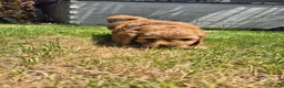 Cavapoochon dogs for sale: Beautiful cavapoochon pups - Advert 7
