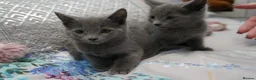 Russian Blue cats for sale: Gorgeous GCCF Russian Blue kittens - Advert 3