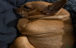 French Bulldog dogs for sale: lupo the french bulldog  - Advert 2