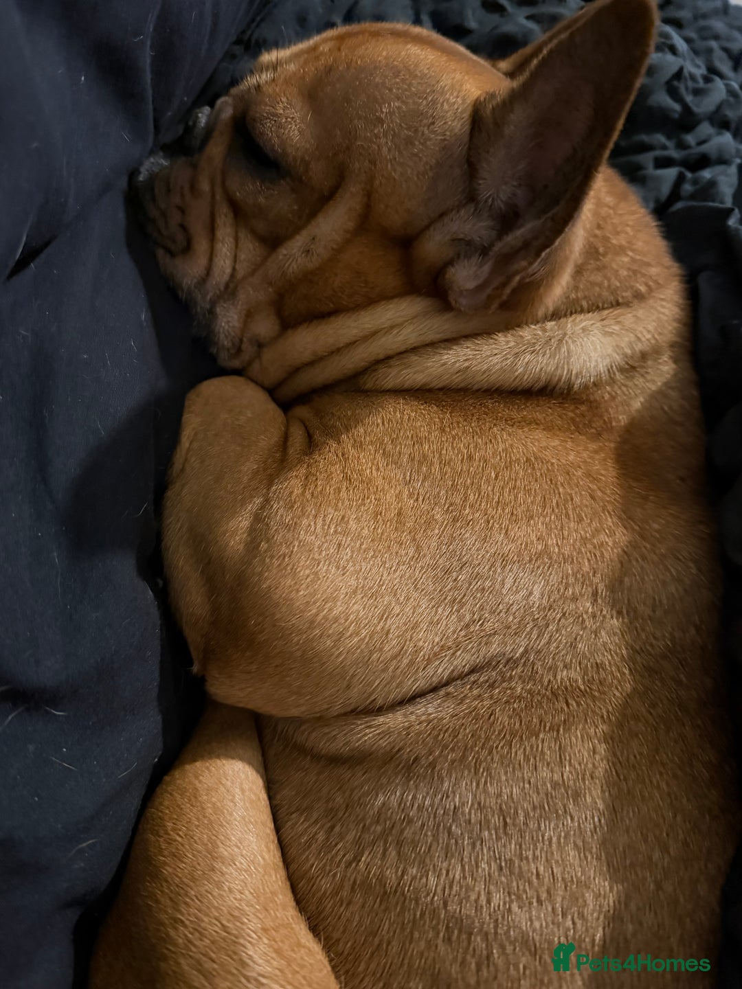 French Bulldog dogs for sale: lupo the french bulldog  - Advert 2