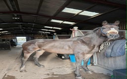 English Thoroughbred horses for sale: Sweet horse looking for solo home - Image 7