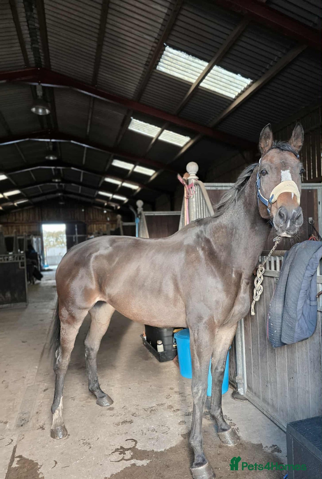 English Thoroughbred horses for sale: Sweet horse looking for solo home - Image 7