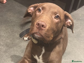 Mixed Breed dogs Labrador x staff - Advert 1