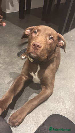 Mixed Breed dogs Labrador x staff - Advert 1