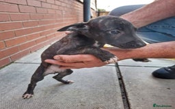 Mixed Breed dogs for sale: Lurcher puppies  - Image 4