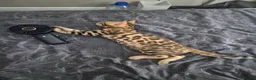 Bengal cats for sale: Pure bengal  - Advert 2