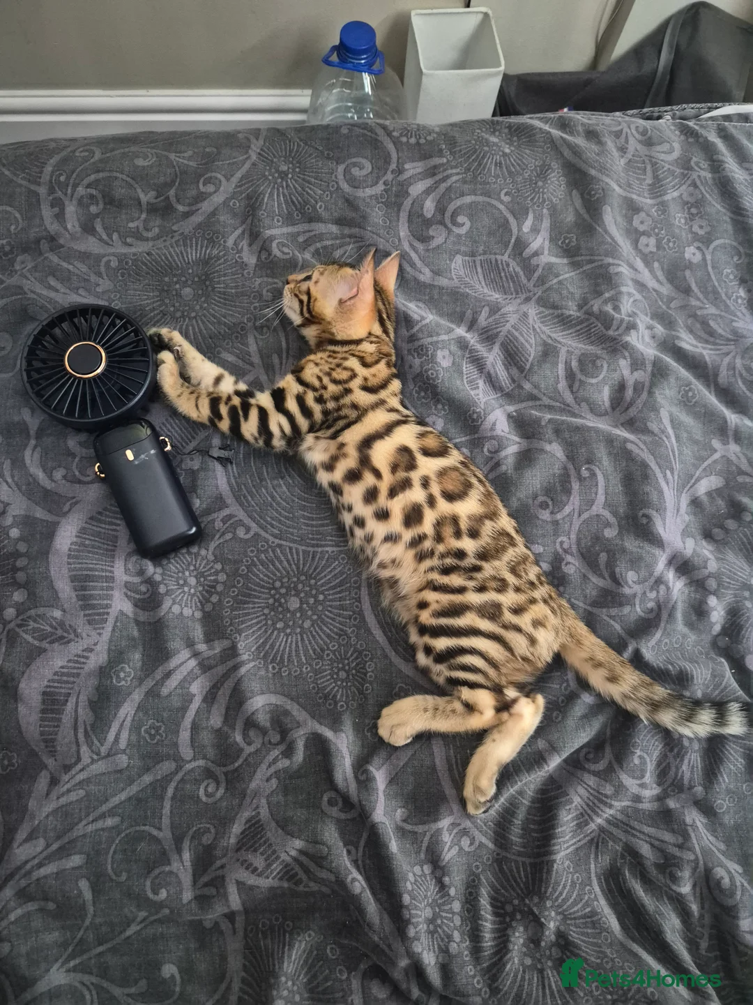 Bengal cats for sale: Pure bengal  - Advert 2