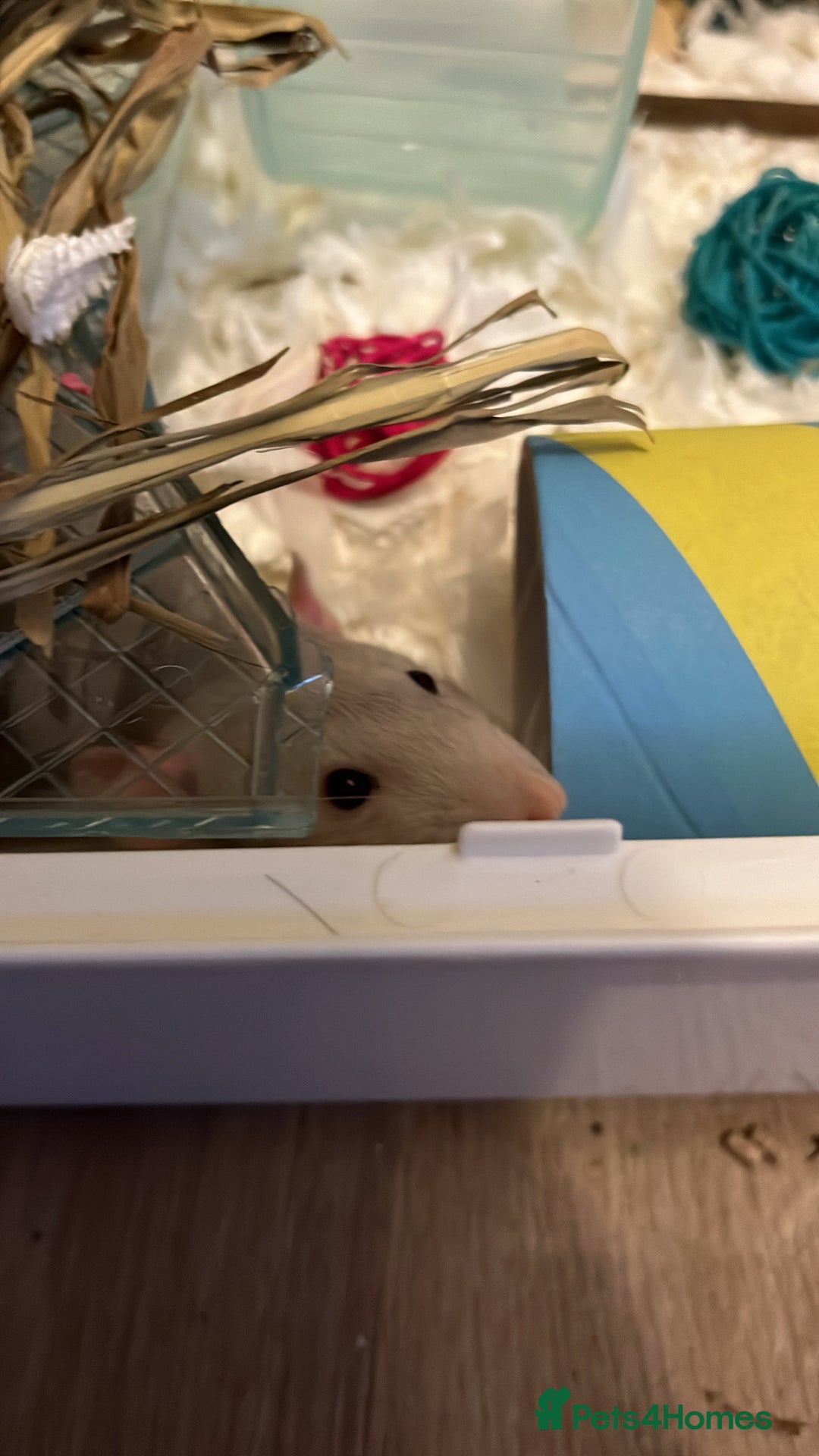 Rat rodents for sale: 2 Male Rats - Advert 2