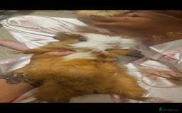 Guinea Pig rodents for sale: Guinpigs for sale 2 male - Image 2