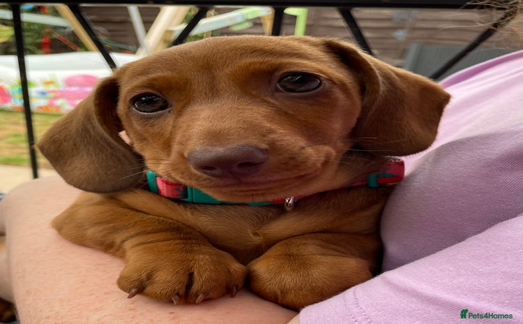 Miniature Dachshund dogs - Advert 11