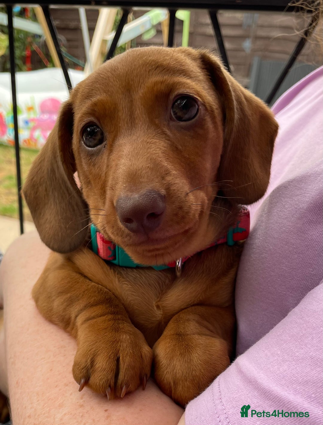 Miniature Dachshund dogs for sale: Beautiful miniature dachshund girl  - Image 1
