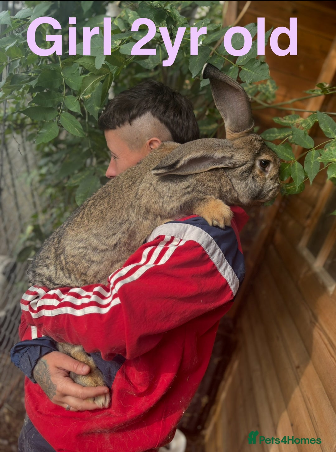 Continental Giant rabbits for sale: 7 beautiful Continental Giant - Image 6