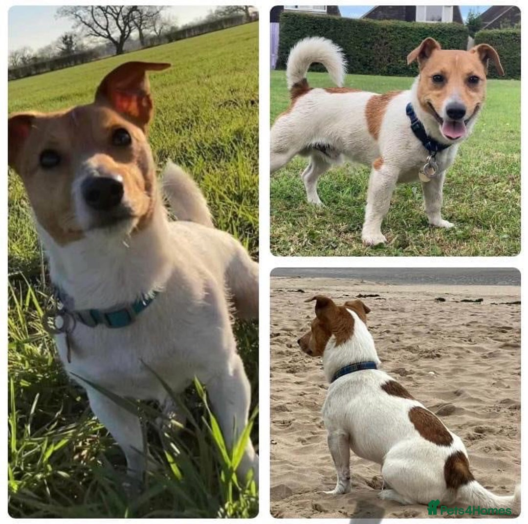 Jack Russell dogs for sale: Gorgeous Jack Russel Puppies  - Image 6