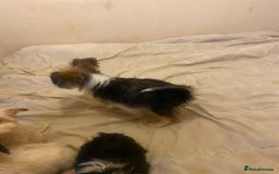 Jackapoo dogs for sale: Jackapoo puppies for sale  - Advert 7