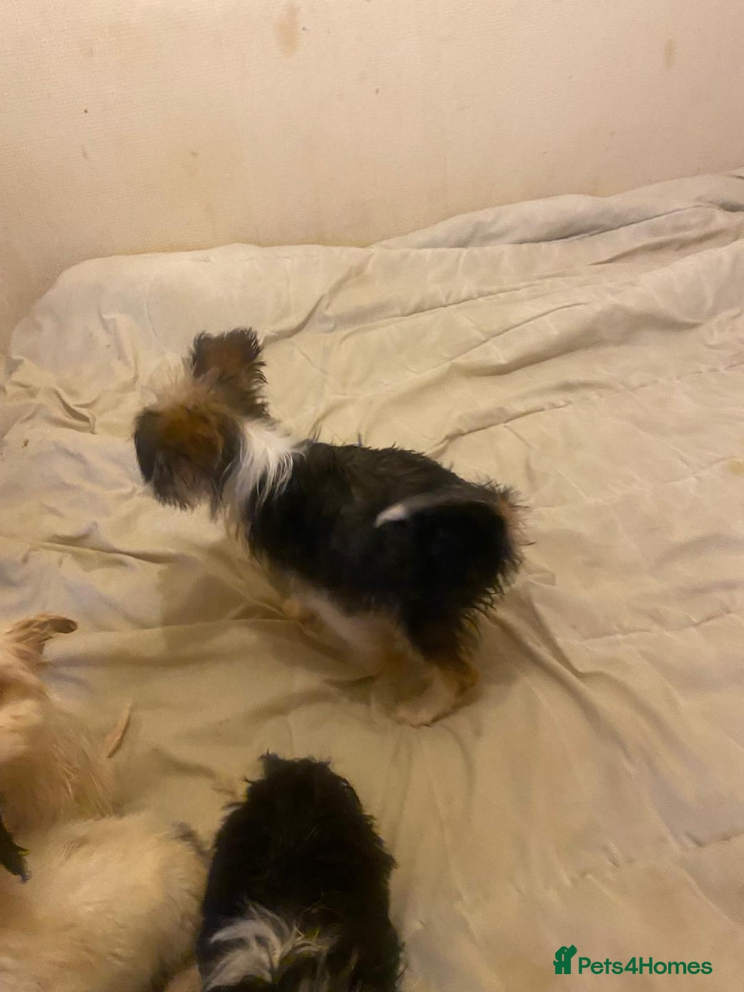 Jackapoo dogs for sale: Jackapoo puppies for sale  - Advert 7