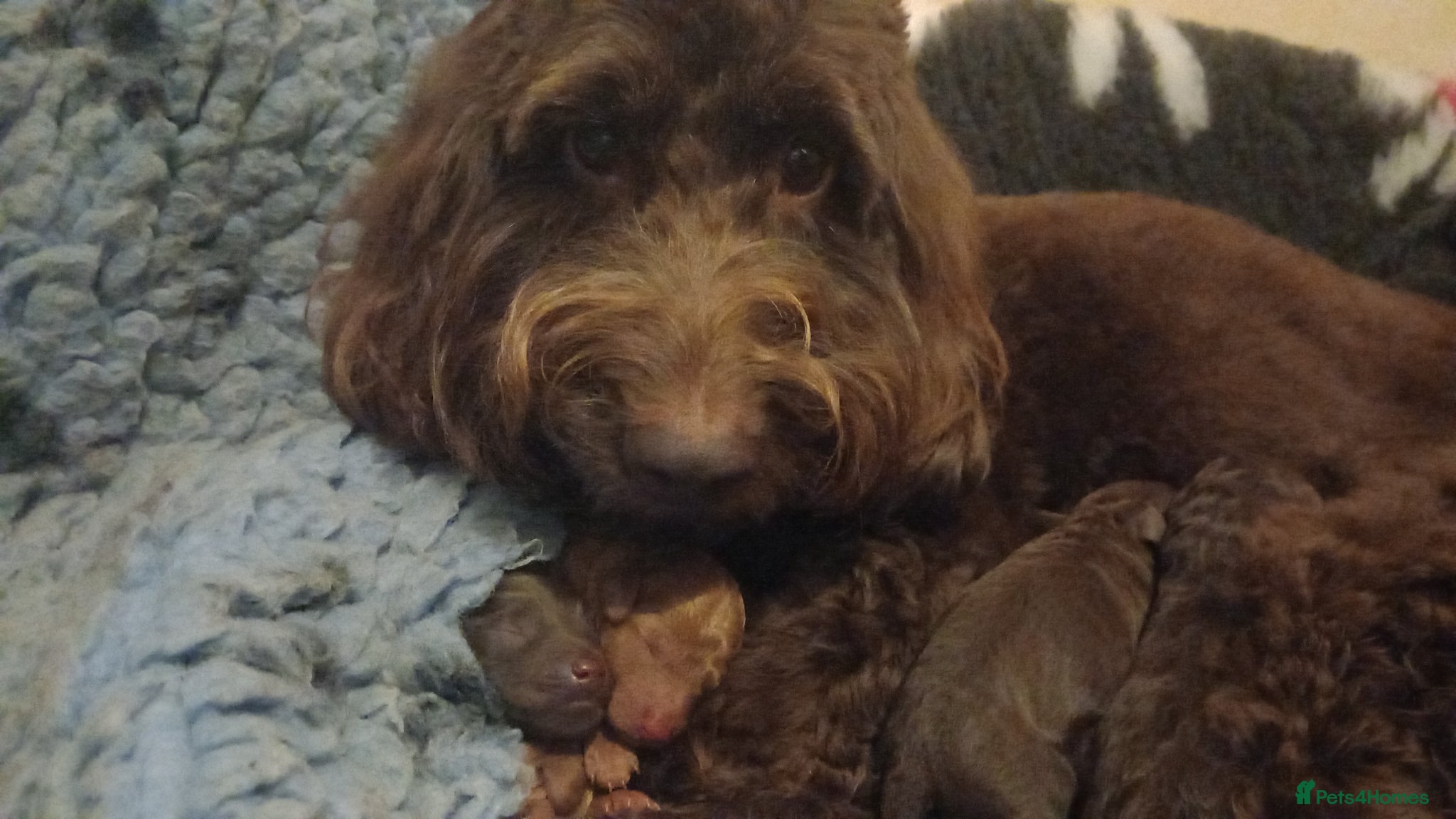 Cockapoo dogs Stunning f2b Cockapoos  - Advert 12