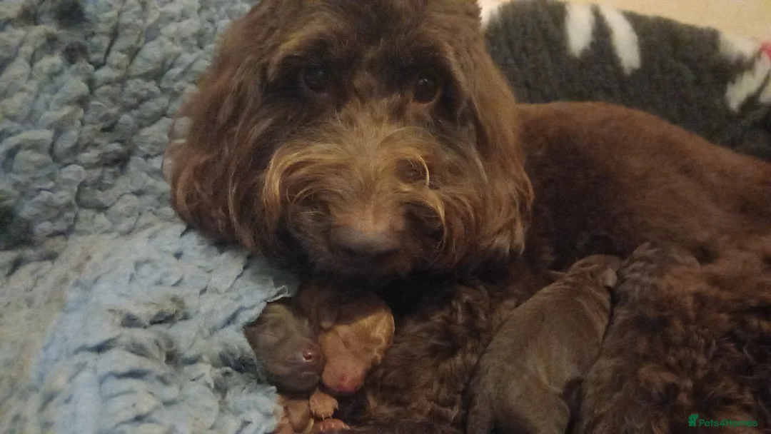 Cockapoo dogs for sale: Stunning f2b Cockapoos  in Consett - Advert 1