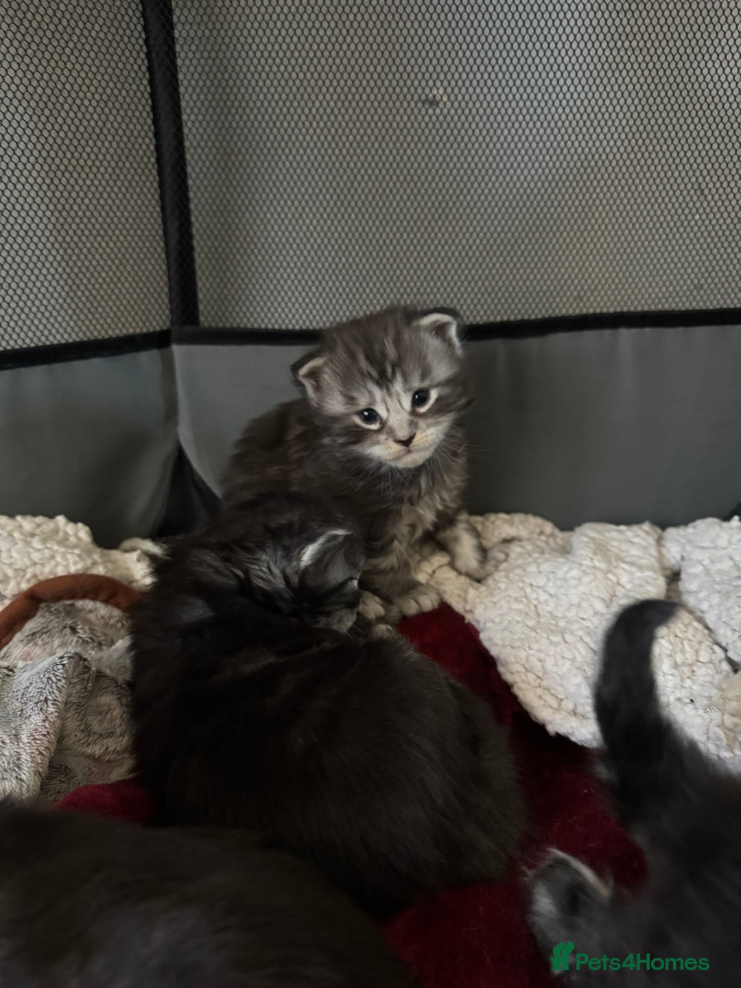 Maine Coon cats for sale: Russian XL maine coons looking HOME!❤️❤️❤️ - Image 10