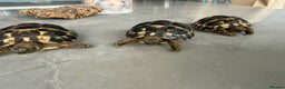 Hermann Tortoise reptiles for sale: Breeding pair of Hermann tortoises and babies - Advert 12