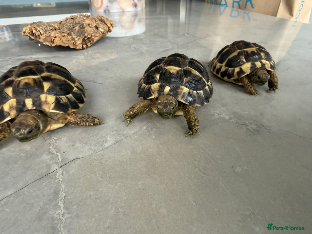 Hermann Tortoise reptiles for sale: Breeding pair of Hermann tortoises and babies - Advert 12