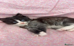Mixed Breed cats for sale: boy kitten looking for his forever home - Image 8