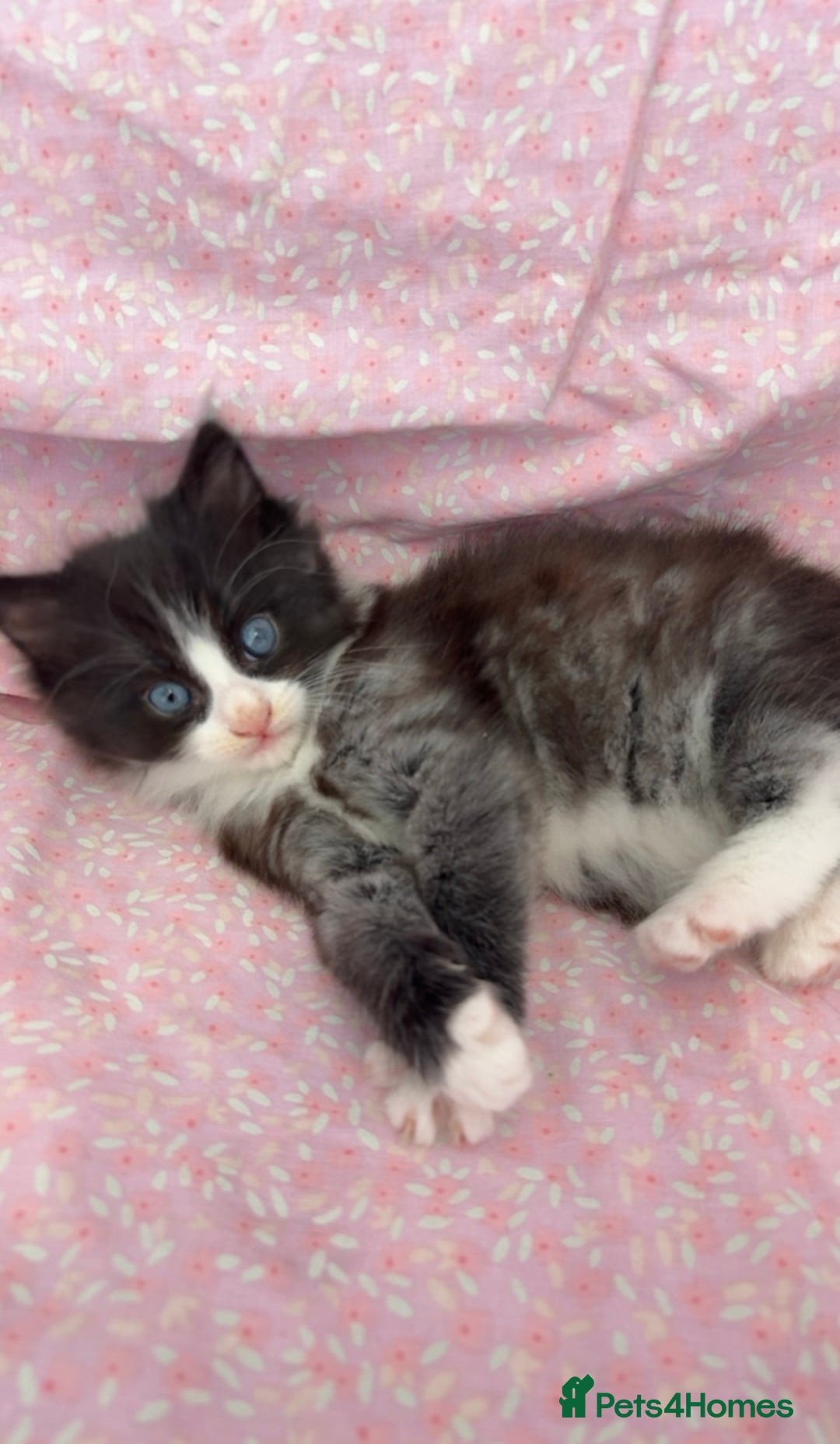 Mixed Breed cats for sale: boy kitten looking for his forever home - Image 8
