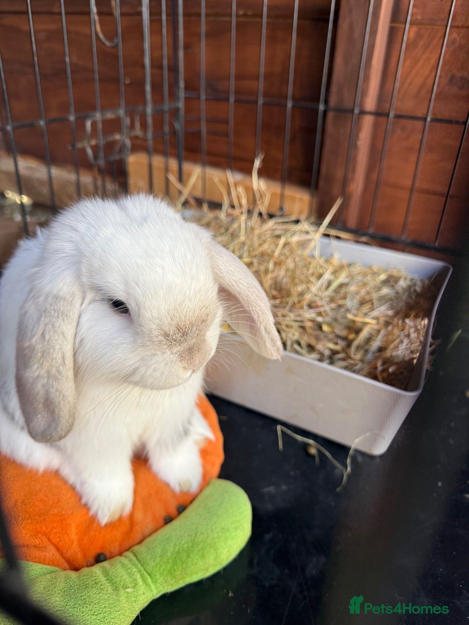 Mini Lop rabbits Our sweet mini lop boy - Advert 9