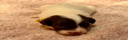 Sproodle dogs for sale: Sproodle puppies from experienced, licensed breedr - Advert 15
