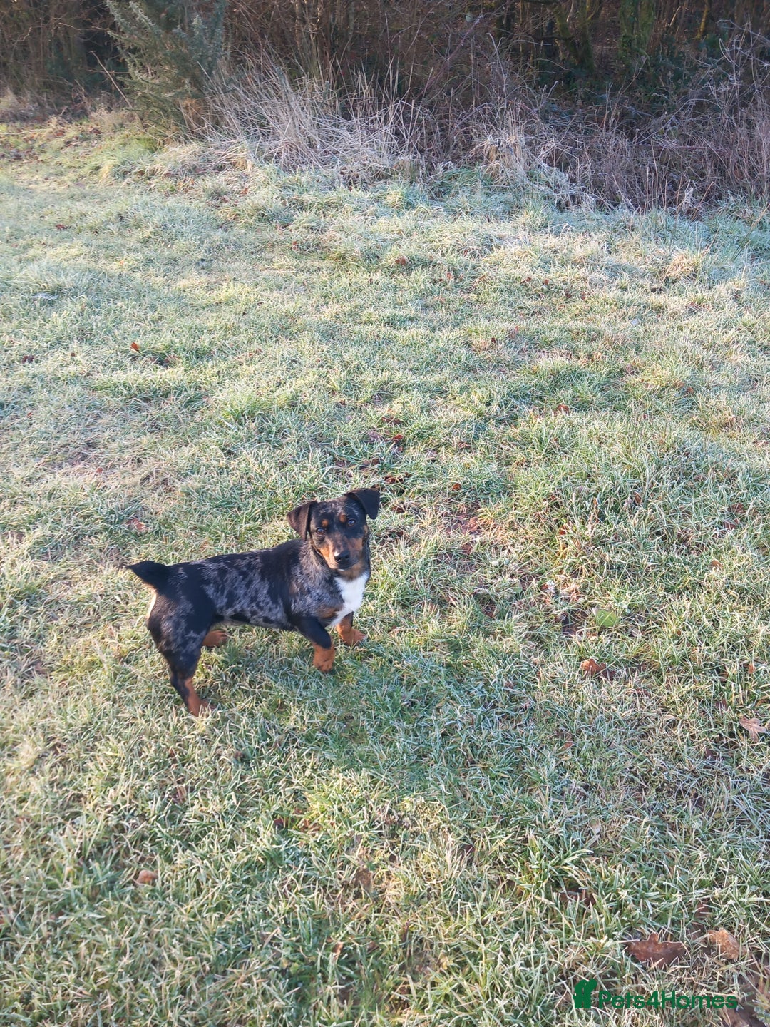 Jack Russell dogs for sale: Beautiful Girl Spayed 2yo Jrt💕🐾 - Advert 2