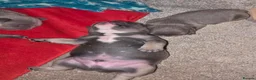 French Bulldog dogs for sale: 4 Male French Bulldog Puppies  - Advert 32