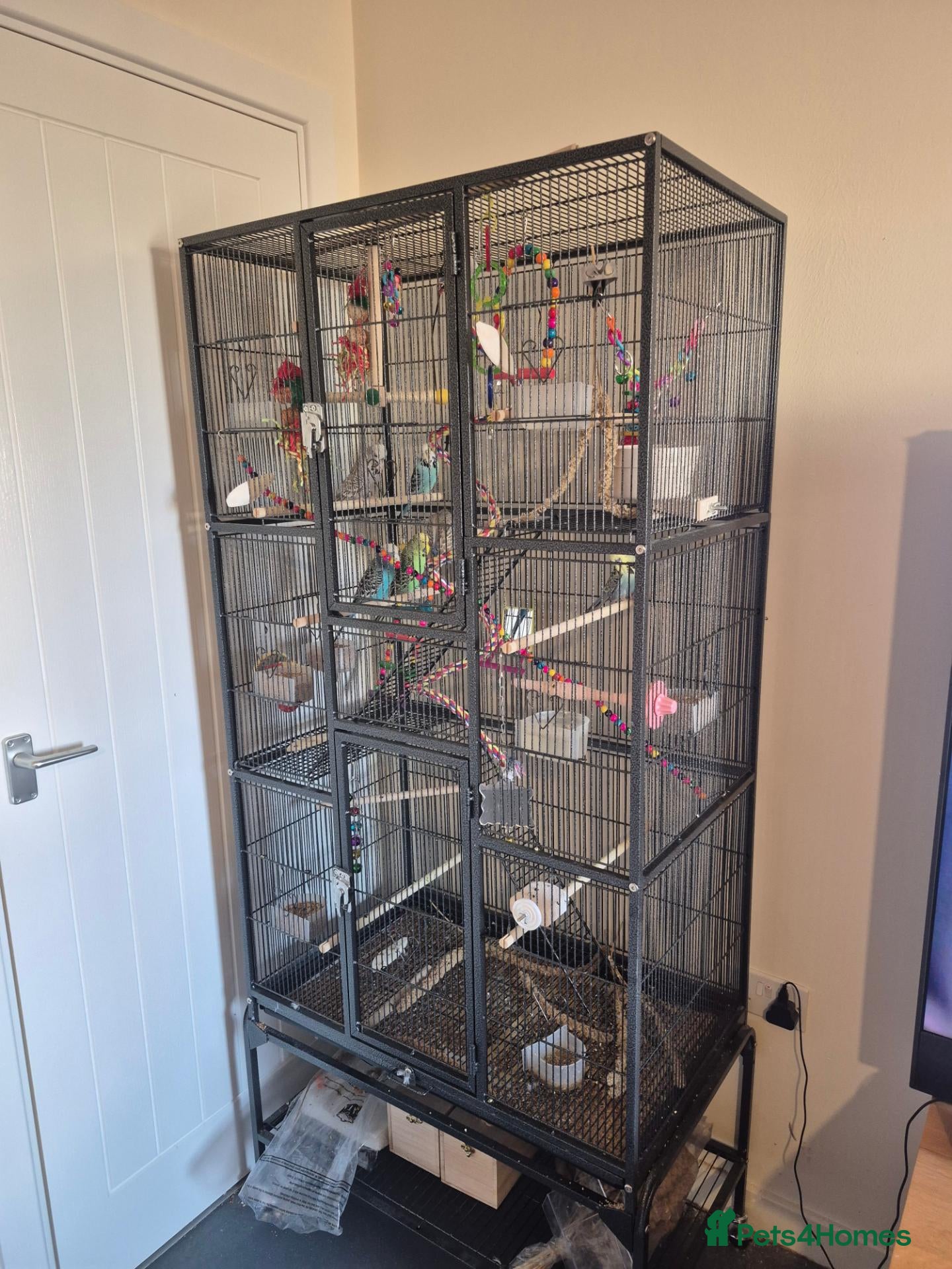 Budgerigars birds for sale: Exhibition budgies and cage - Advert 3
