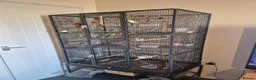 Budgerigars birds for sale: Exhibition budgies and cage in Bury Saint Edmunds - Advert 1