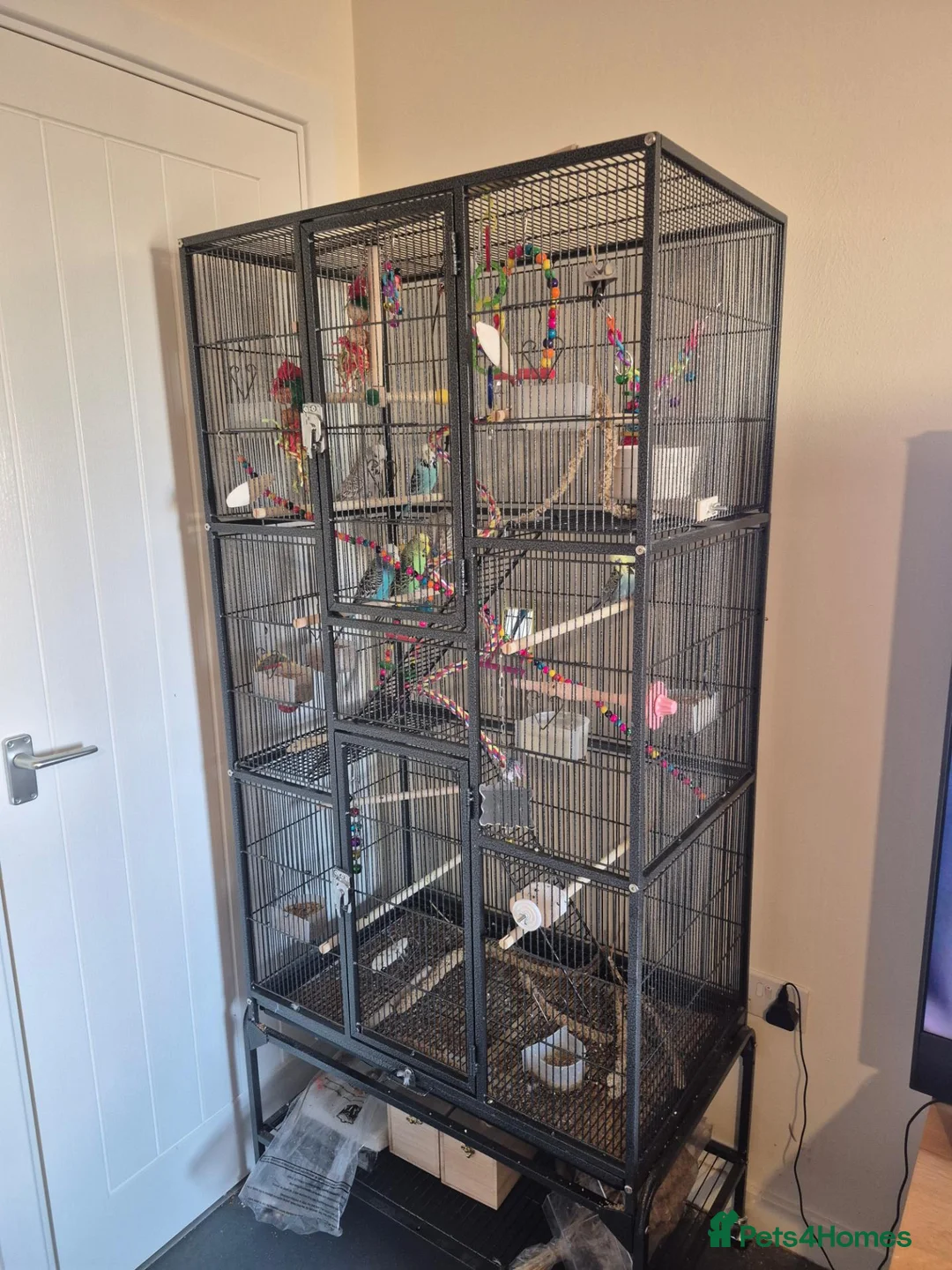Budgerigars birds for sale: Exhibition budgies and cage in Bury Saint Edmunds - Advert 1