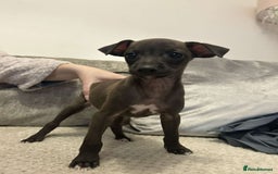 Italian Greyhound dogs for sale: **For Sale: Adorable Italian Greyhound Puppies!** - Image 3