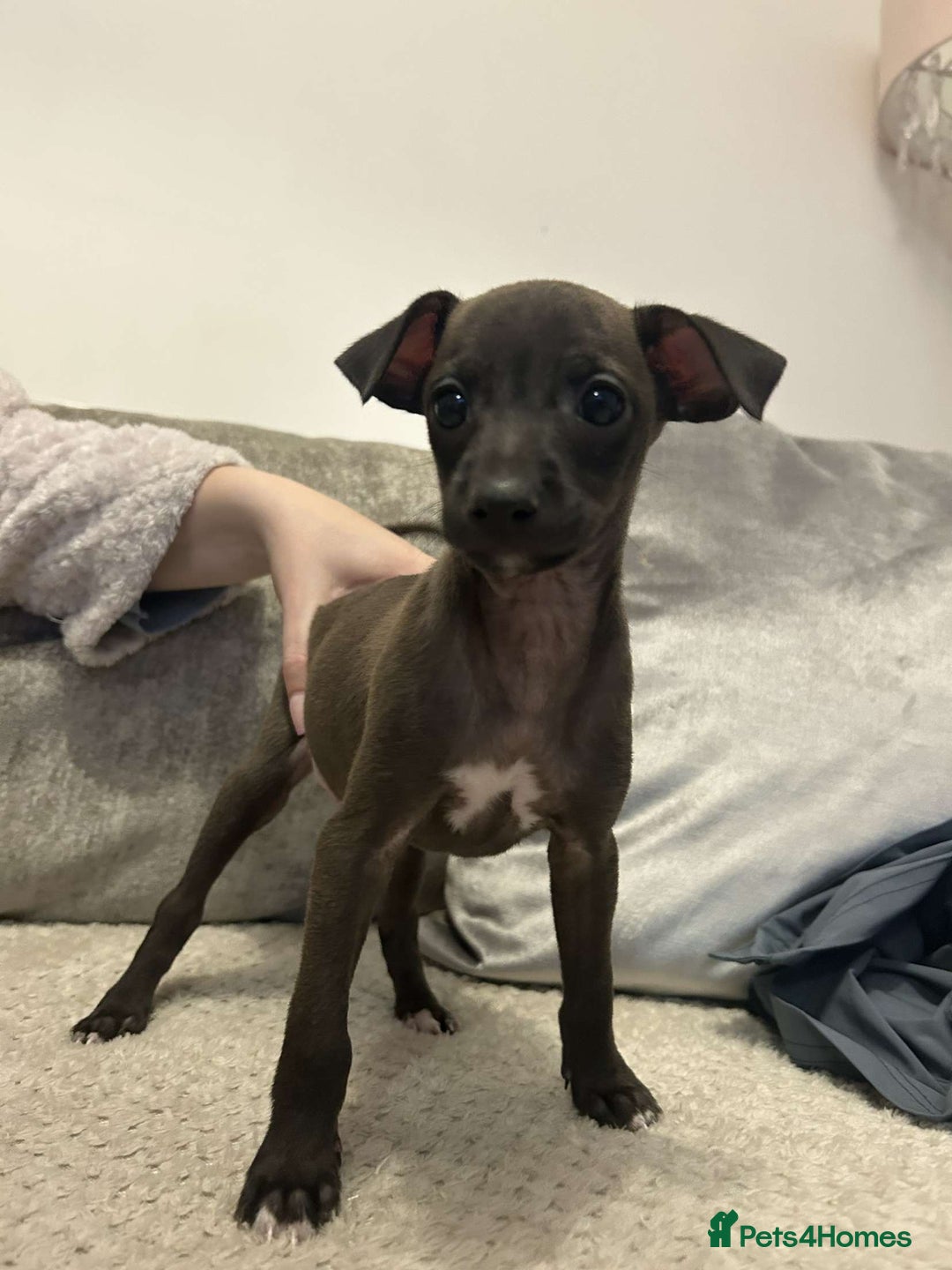 Italian Greyhound dogs for sale: **For Sale: Adorable Italian Greyhound Puppies!** - Image 3