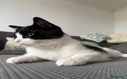 Ragdoll cats for sale: Boy Ragdoll for sale - Image 2
