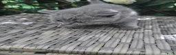 British Shorthair cats for sale: Full british shorthair kittens - Advert 9