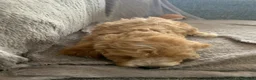 Cockapoo dogs for sale: Stunning cockapoos - Advert 6