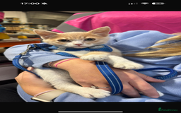 Mixed Breed cats for sale: Lovely male kitten  - Image 2