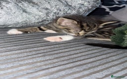 Mixed Breed cats for sale: Little socks  - Image 2