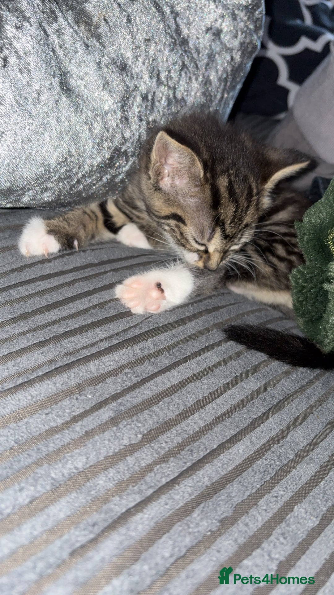 Mixed Breed cats for sale: Little socks  - Image 2