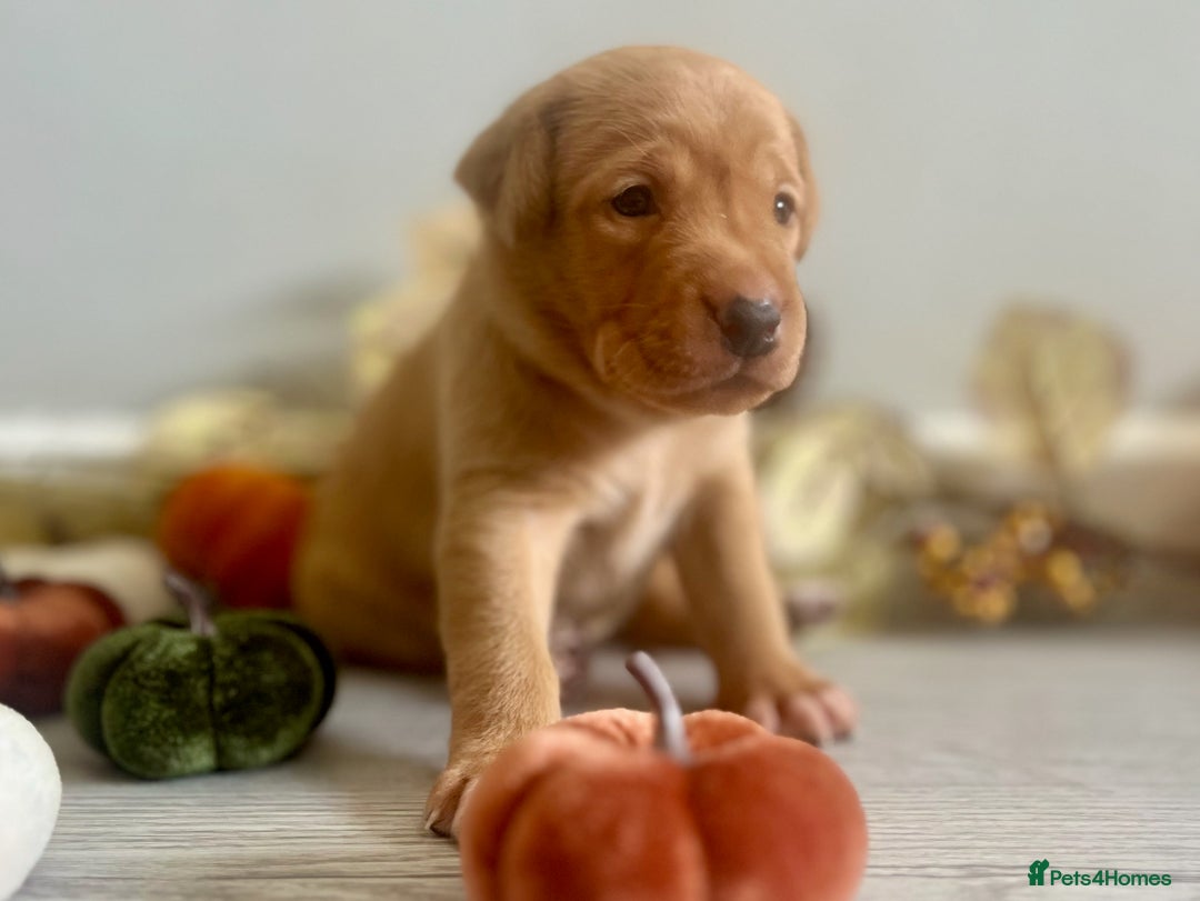 Labrador Retriever dogs for sale: Yellow Labrador Puppies - Image 15