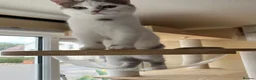 Munchkin cats for sale: Beautiful long legs Munchkin×BSH kittens  - Advert 26