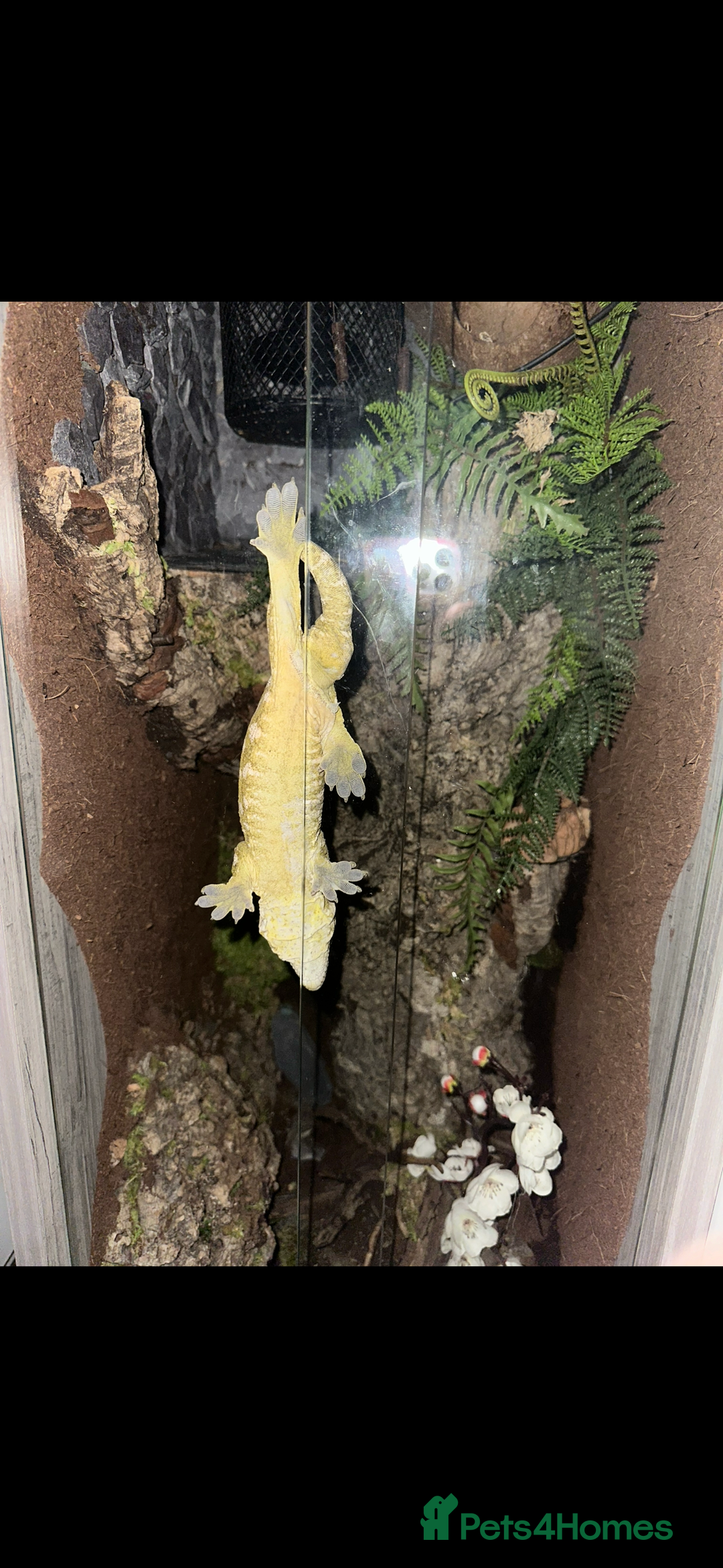 Gecko reptiles for sale: Male leachianus gecko with full set up  - Advert 5
