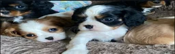 Cavalier King Charles Spaniel dogs for sale: %100 Pure Breed Cavalier King Charles Pups  in Folkestone - Advert 24
