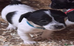 Mixed Breed dogs for sale: 5 stunning tiny miniature Chihuahua X terrier - Image 4